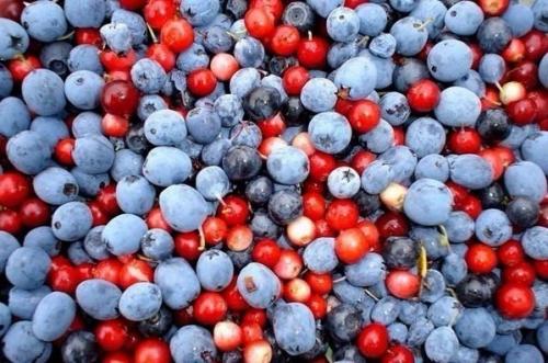 Брусника - капелька бессмертия. Брусника - капелька бессмертия.