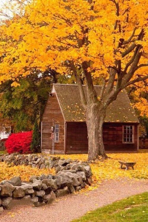 Хорошо, что есть осень, она нежно и аккуратно готовит нас к холодам. 02