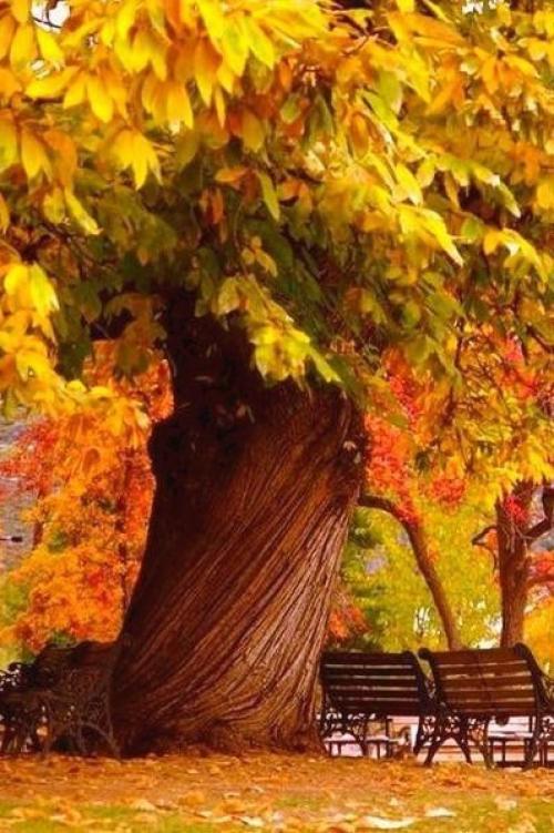 Хорошо, что есть осень, она нежно и аккуратно готовит нас к холодам. 05