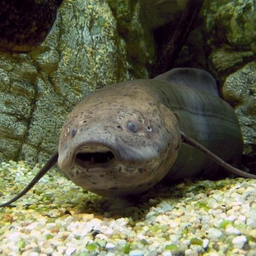 Представьте, что вы разбираете старую глиняную стену после дождя - и вдруг кирпич начинает шевелиться. 
