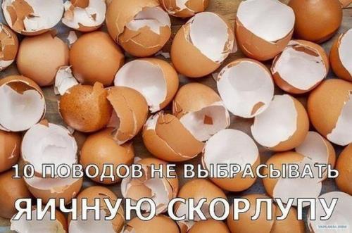 10 поводов не выбрасывать яичную скорлупу.

