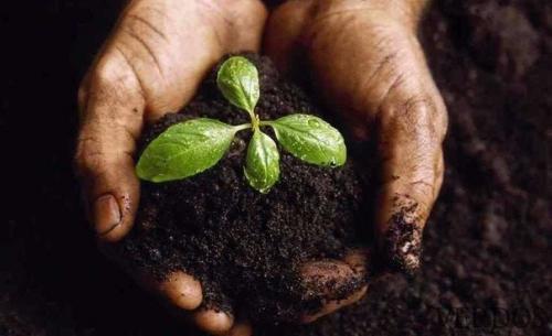 5 натуральных удобрений для домашних цветов.