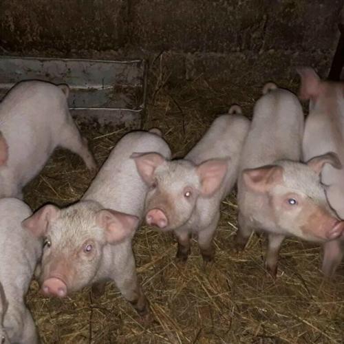 Девушка выставила на продажу шубу, но вместо обычного покупателя ей написал настоящий мастер бартерных сделок. 03