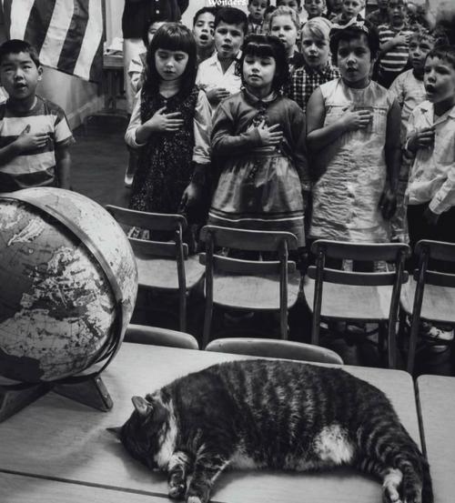 Худой, голодный полосатый кот вошёл в класс калифорнийской школы в 1952 году, и то, что произошло потом, навсегда изменило эту школу.  