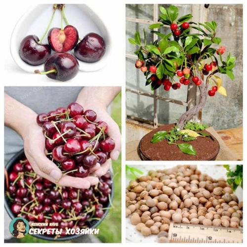 Приобрели с мужем вот такие деревца, сначала лимон, сомневались конечно что что-то вырастет. 01