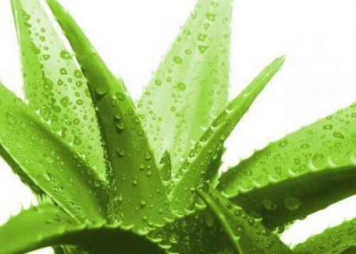 Мощнейший биостимулятор по рецепту Филатова. 

