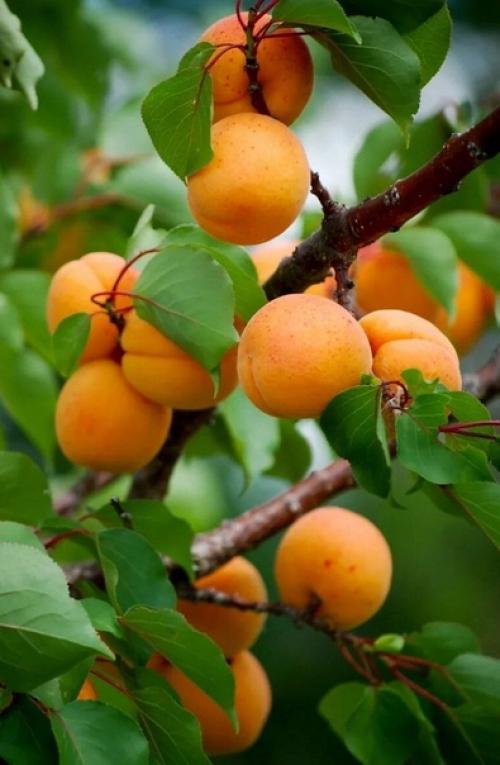 Август!  Его задержать бы, но. 03