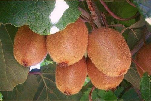 Мы выращиваем киви дома. Мы выращиваем киви дома.