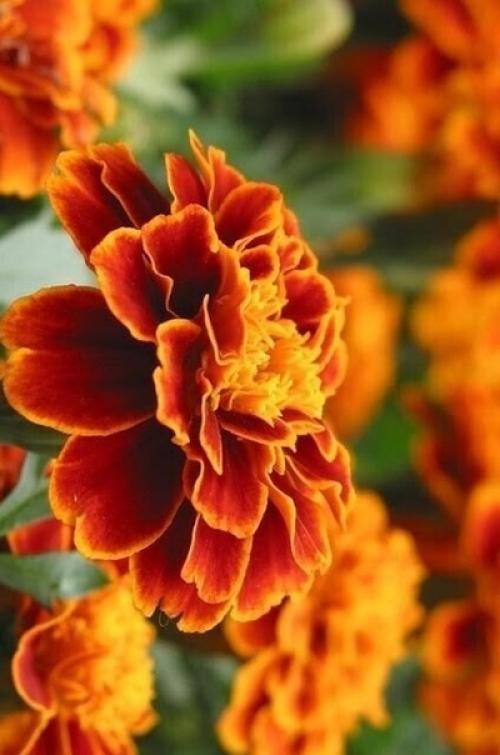 Август!  Его задержать бы, но. 02