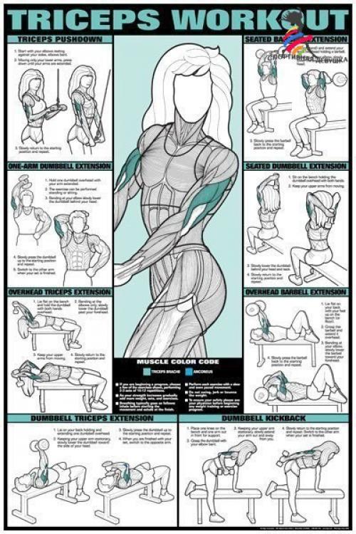 Лучшие упражнения и анатомия тела. 03