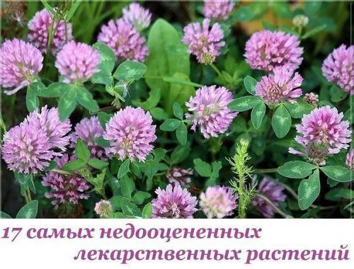17 самых недооцененных лекарственных растений. 17 самых недооцененных лекарственных растений.