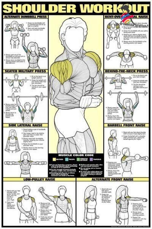 Лучшие упражнения и анатомия тела. 05