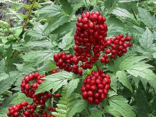 Воронец. Полезные свойства. Воронец. Полезные свойства.