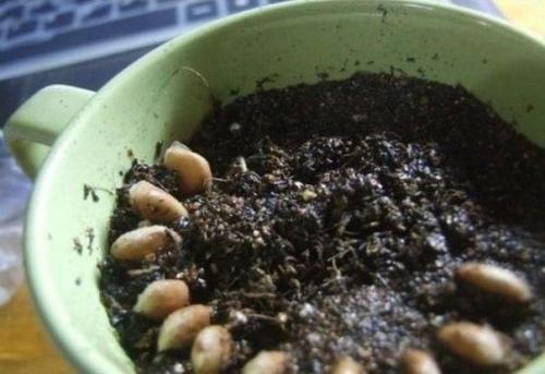 Как вырастить лимонное дерево в чашке. 03 Как вырастить лимонное дерево в чашке. 03