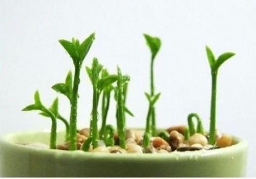 Как вырастить лимонное дерево в чашке. 07 Как вырастить лимонное дерево в чашке. 07