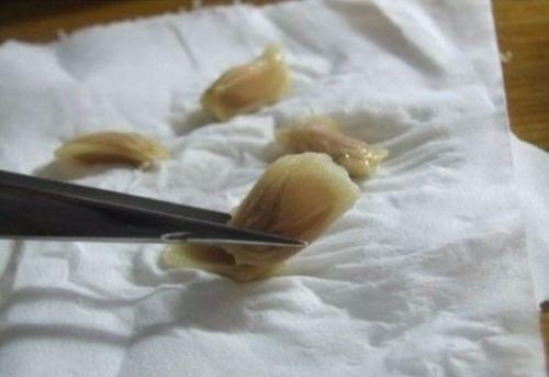 Как вырастить лимонное дерево в чашке. 01 Как вырастить лимонное дерево в чашке. 01