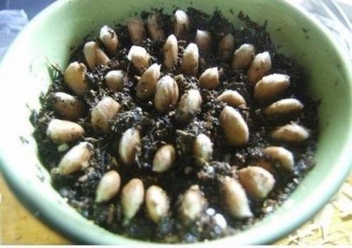 Как вырастить лимонное дерево в чашке. 04 Как вырастить лимонное дерево в чашке. 04