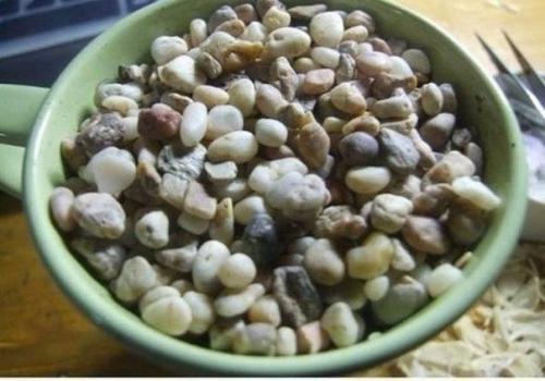 Как вырастить лимонное дерево в чашке. 05 Как вырастить лимонное дерево в чашке. 05