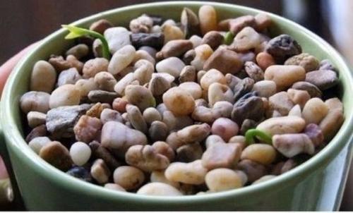 Как вырастить лимонное дерево в чашке. 06 Как вырастить лимонное дерево в чашке. 06