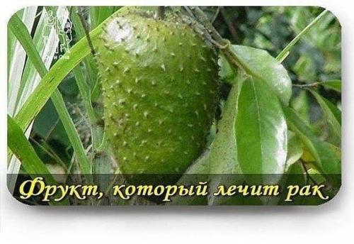 Фрукт, который лечит рак.