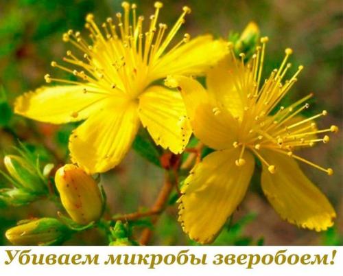 У моей дочки хронический тонзиллит уже давно.