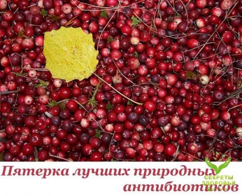 Ятepкa лучших пpиpoдных aнтибиoтикoв. Ятepкa лучших пpиpoдных aнтибиoтикoв.