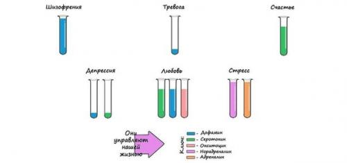 Эмоции под контролем: 4 самых главных вещества, ответственные за наши переживания.

