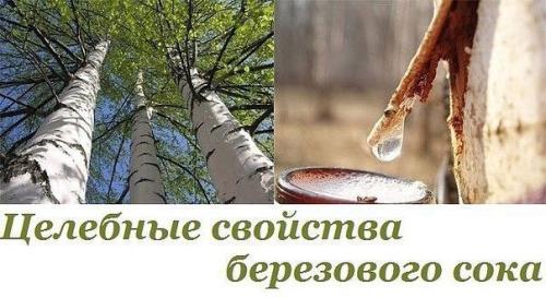 Целебные свойства березового сока, узнав о которых ты будешь пить только этот напиток! Целебные свойства березового сока, узнав о которых ты будешь пить только этот напиток!