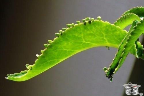 Каланхоэ - домашний лекарь и косметолог? Каланхоэ - домашний лекарь и косметолог?