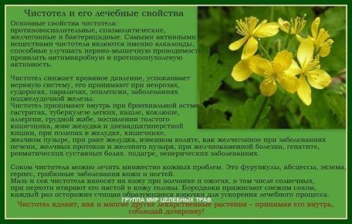 Лечение рака чистотелом. 03 Лечение рака чистотелом. 03