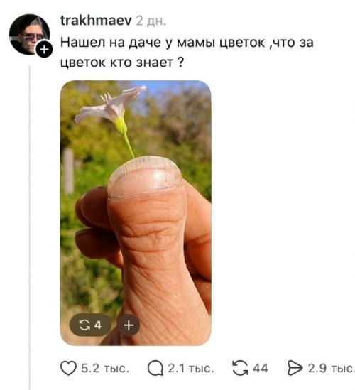 Пользователь выложил снимок цветка с дачи матери и поинтересовался у подписчиков названием растения. 

