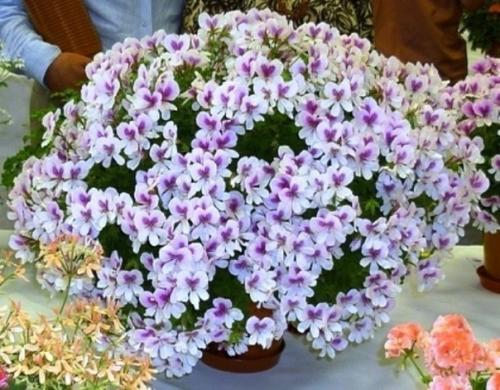 Полезные секреты ухода за геранью. 01 Полезные секреты ухода за геранью. 01