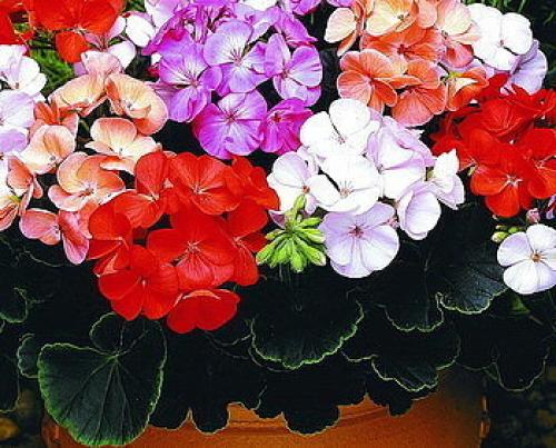 Полезные секреты ухода за геранью. 02 Полезные секреты ухода за геранью. 02