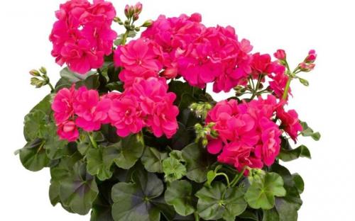 Полезные секреты ухода за геранью. 03 Полезные секреты ухода за геранью. 03