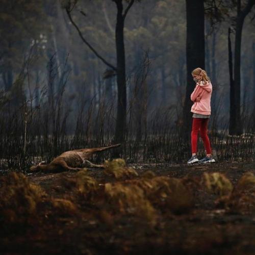 В Австралии бушуют страшные пожары. 03