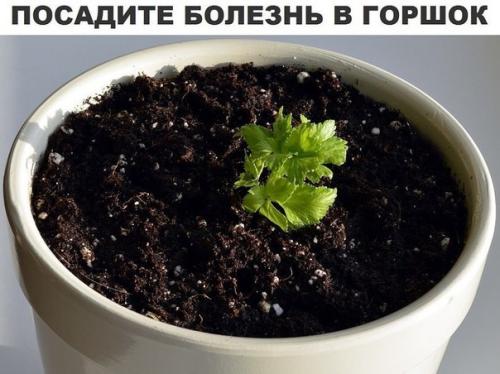 Посадите болезнь в горшок.

