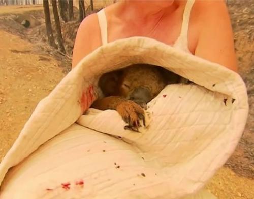 В Австралии бушуют страшные пожары. 02