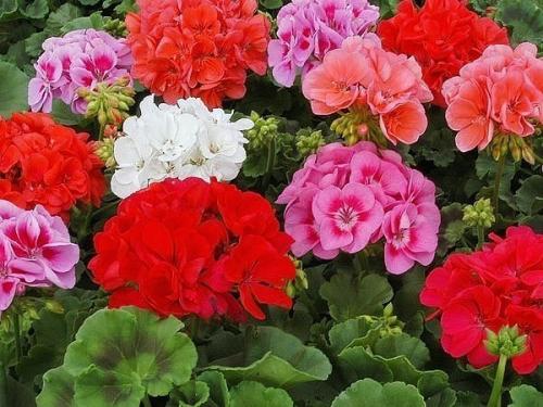 Полезные секреты ухода за геранью.