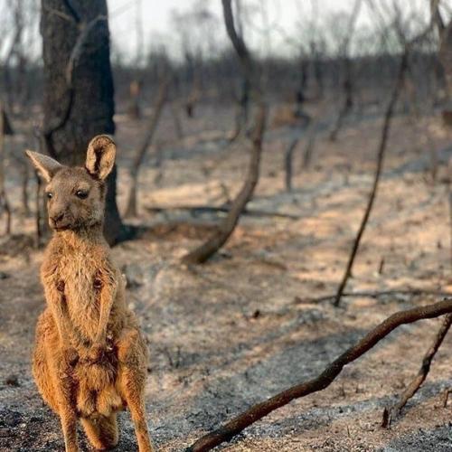 В Австралии бушуют страшные пожары. 05