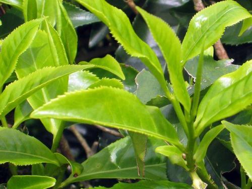 Очищение легких травами. 02 Очищение легких травами. 02