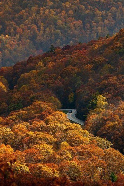 А осенью, как будто невзначай, в сады придёт морозная прохлада, я буду чаще пить горячий чай, любуясь апогеем листопада. 02