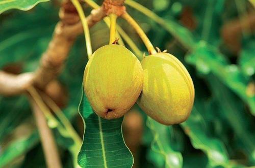 Масло ШИ - отличная альтернатива крему для лица.