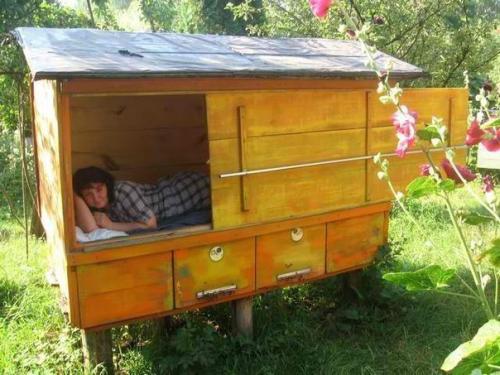 Здравый сон с пчёлами. Здравый сон с пчёлами.