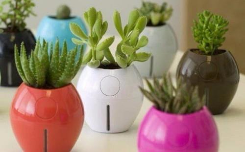 5 комнатных растений - целителей.

