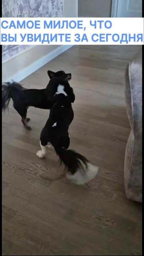 Столичные ветеринары ещё одного очаровательного питомца спасли. 01