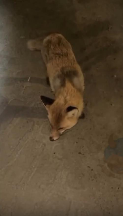 В Казахстане бешеная лиса напала на девушку среди ночи и преследовала её до самой своей смерти - кадры получились в стиле жутких хорроров. 01