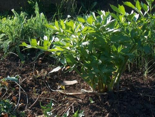 Мы любим трава - любисток лекарственный. Мы любим трава - любисток лекарственный.