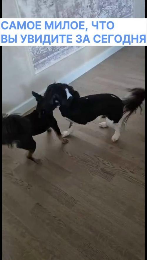 Столичные ветеринары ещё одного очаровательного питомца спасли.  