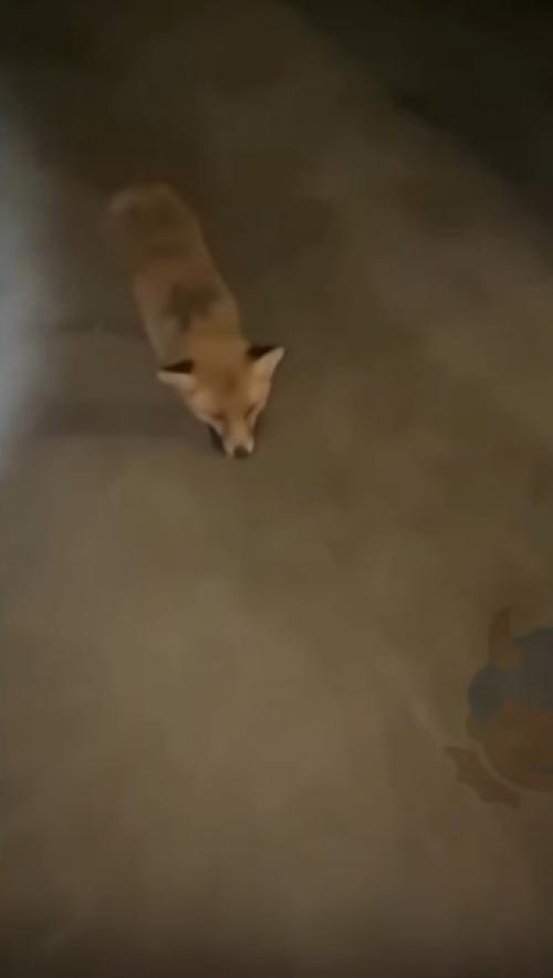 В Казахстане бешеная лиса напала на девушку среди ночи и преследовала её до самой своей смерти - кадры получились в стиле жутких хорроров. 

