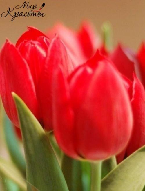 Февраль всегда Надежд полон.